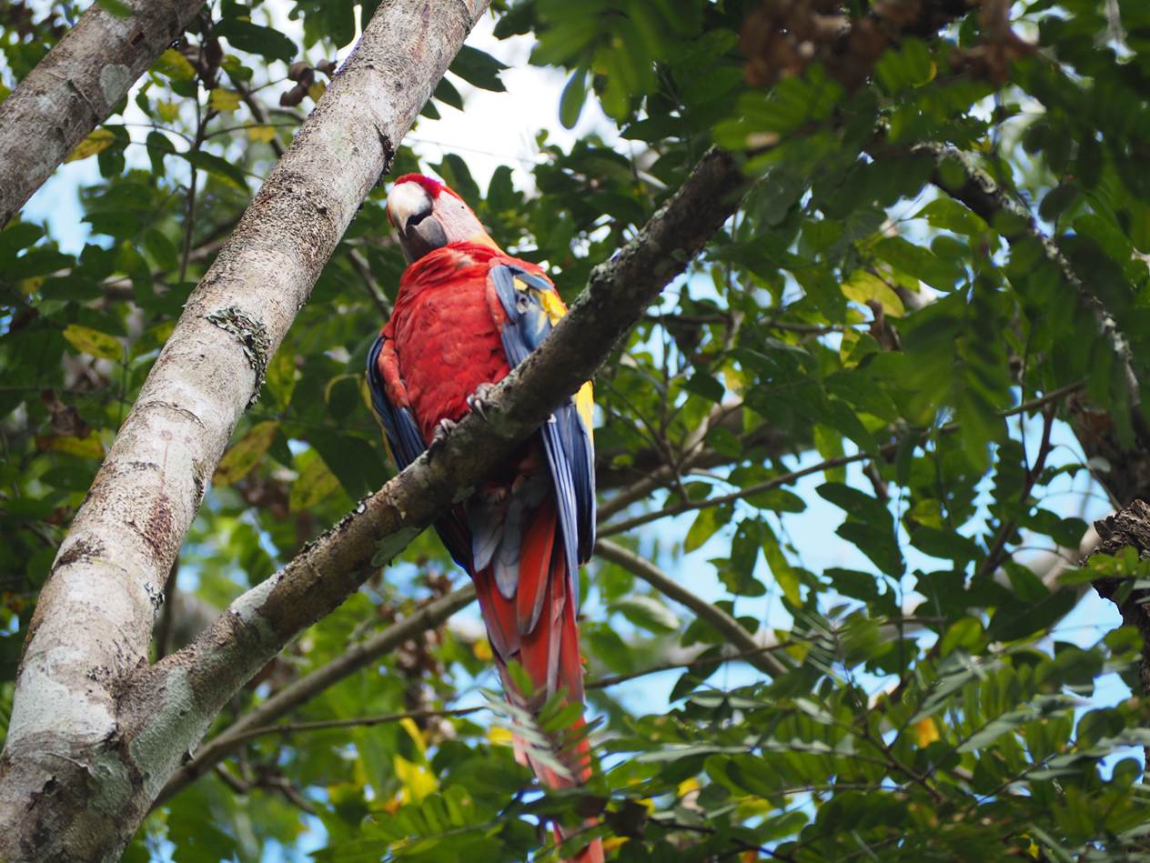 A parrot sitting on a tree branch

AI-generated content may be incorrect.