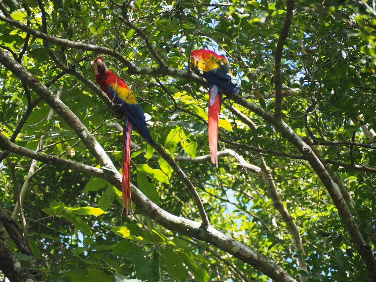A couple of parrots on a tree branch

AI-generated content may be incorrect.