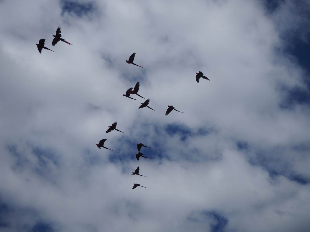 A group of birds flying in the sky

AI-generated content may be incorrect.