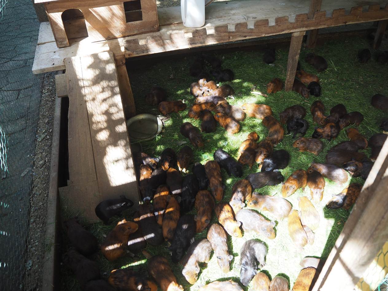 A large group of animals in a pen

AI-generated content may be incorrect.