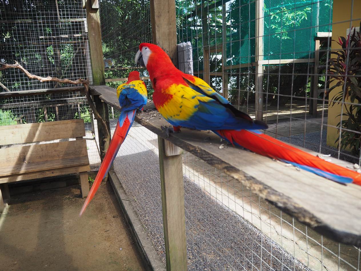 A couple of colorful birds in a cage

AI-generated content may be incorrect.