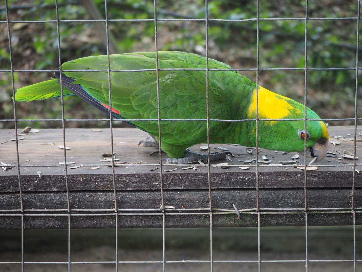 A green and yellow bird in a cage

AI-generated content may be incorrect.