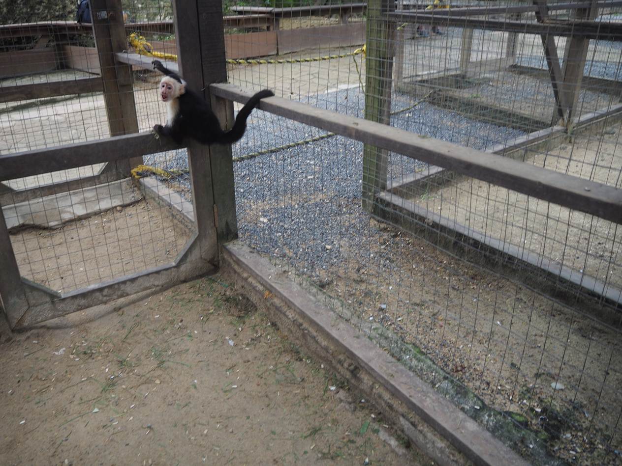 A monkey climbing on a fence

AI-generated content may be incorrect.