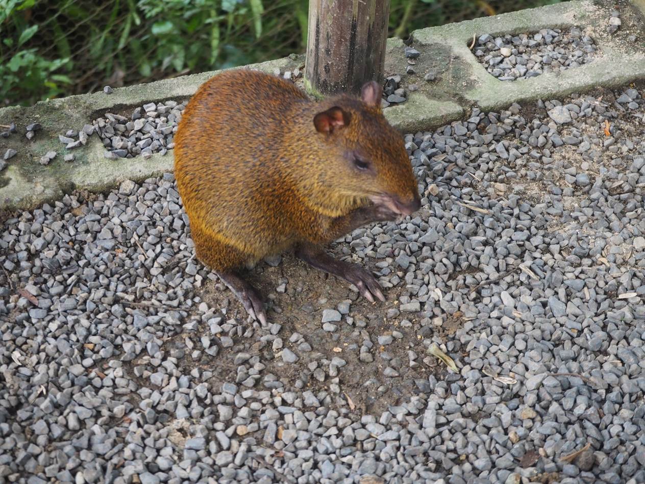 A brown rodent standing on gravel

AI-generated content may be incorrect.