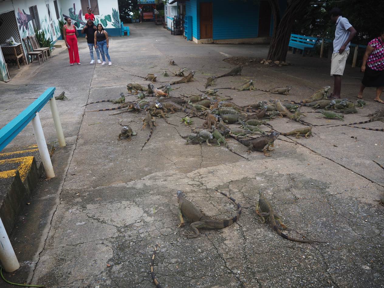 A group of lizards on the ground

AI-generated content may be incorrect.