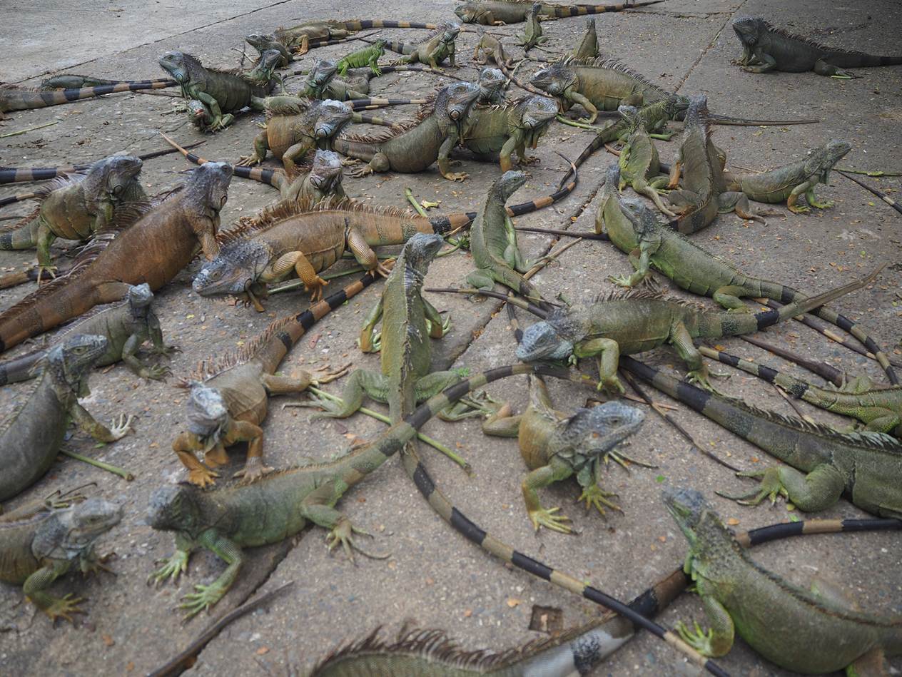 A group of lizards on the ground

AI-generated content may be incorrect.