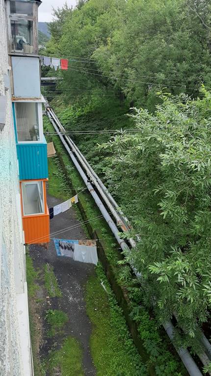 A close up of a tree

Description automatically generated